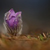 Koniklec velkokvety - Pulsatilla grandis 9037